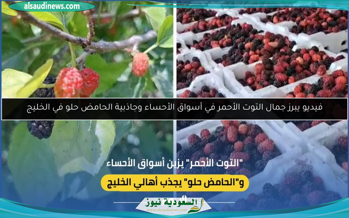 فيديو يبرز جمال التوت الأحمر في أسواق الأحساء وجاذبية الحامض حلو في الخليج