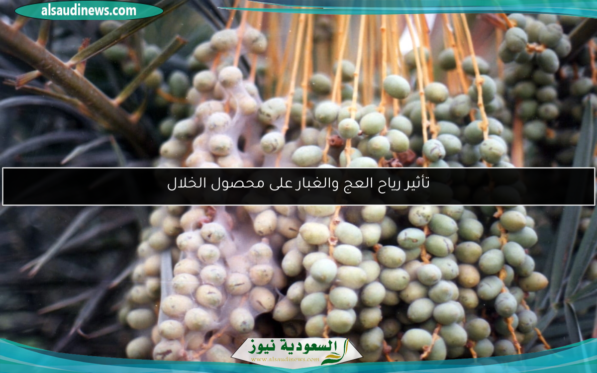 تأثير رياح العج والغبار على محصول الخلال