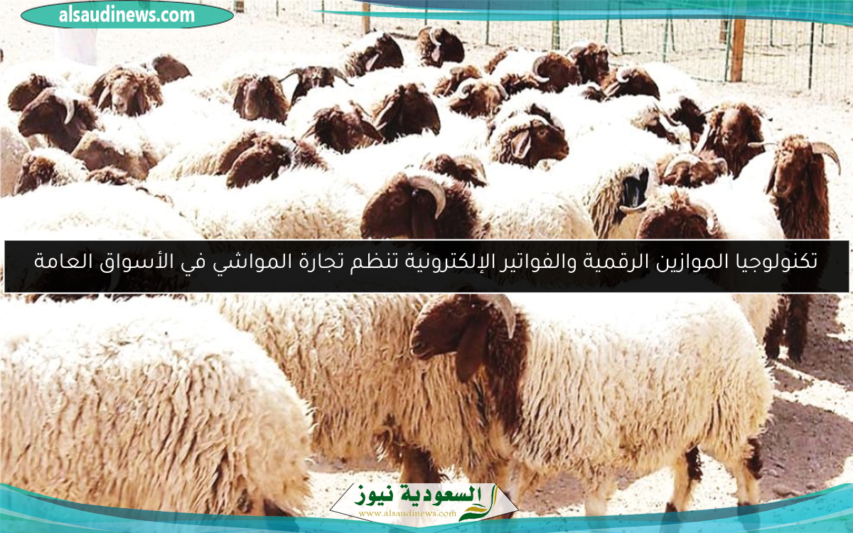 تكنولوجيا الموازين الرقمية والفواتير الإلكترونية تنظم تجارة المواشي في الأسواق العامة