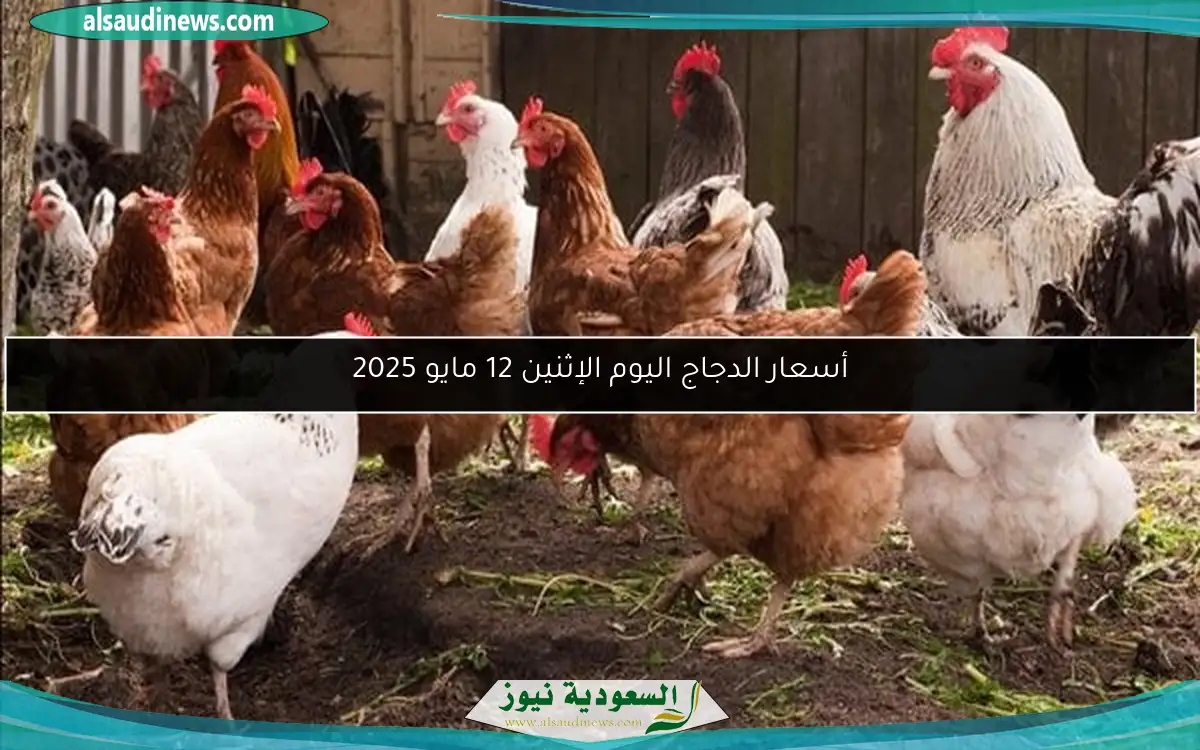 أسعار الدجاج اليوم الإثنين 12 مايو 2025