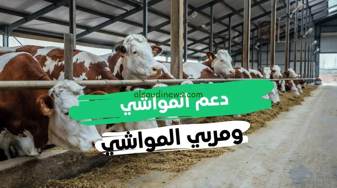 موعد صرف دعم المواشي في السعودية لشهر مايو 2025 وكيفية الاستعلام عنه
