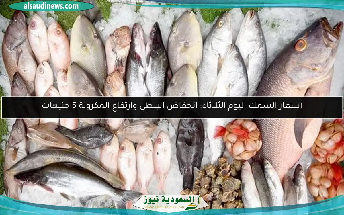 أسعار السمك اليوم الثلاثاء: انخفاض البلطي وارتفاع المكرونة 5 جنيهات