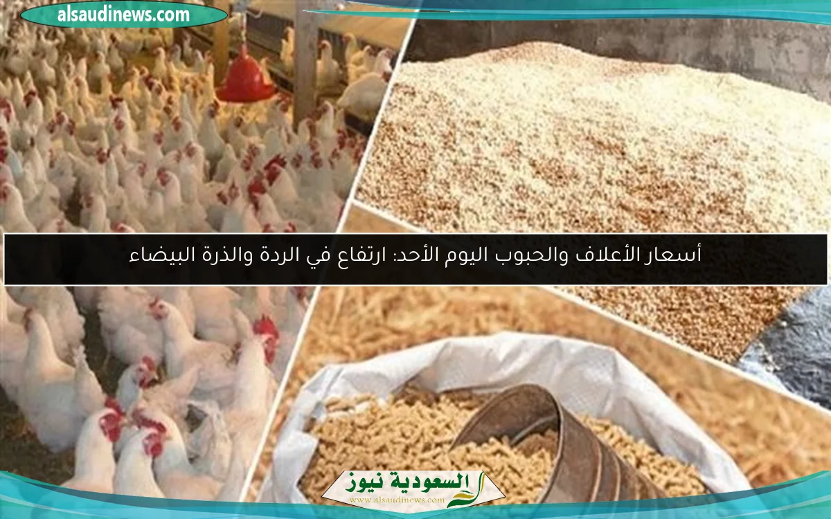 أسعار الأعلاف والحبوب اليوم الأحد: ارتفاع في الردة والذرة البيضاء