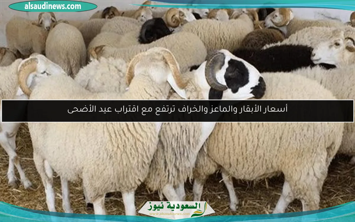 أسعار الأبقار والماعز والخراف ترتفع مع اقتراب عيد الأضحى