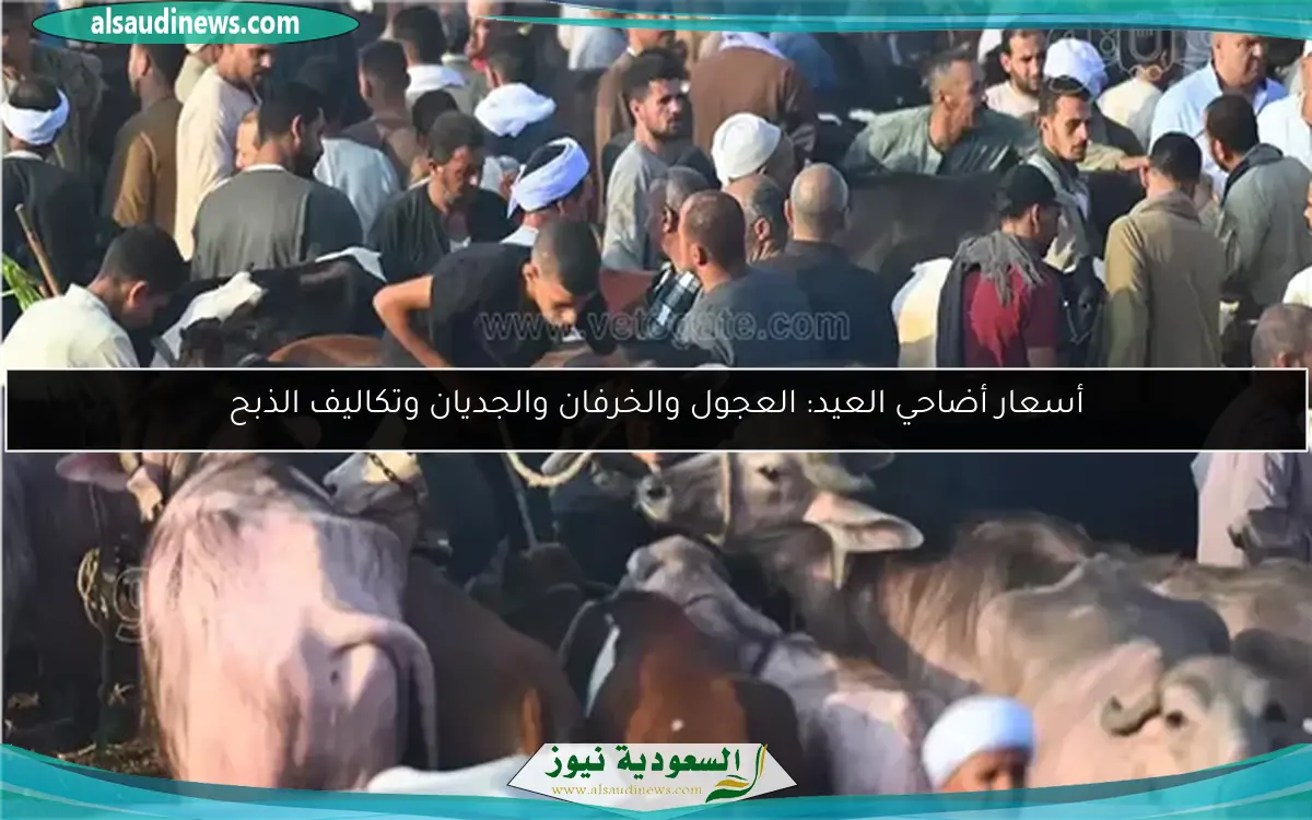أسعار أضاحي العيد: العجول والخرفان والجديان وتكاليف الذبح
