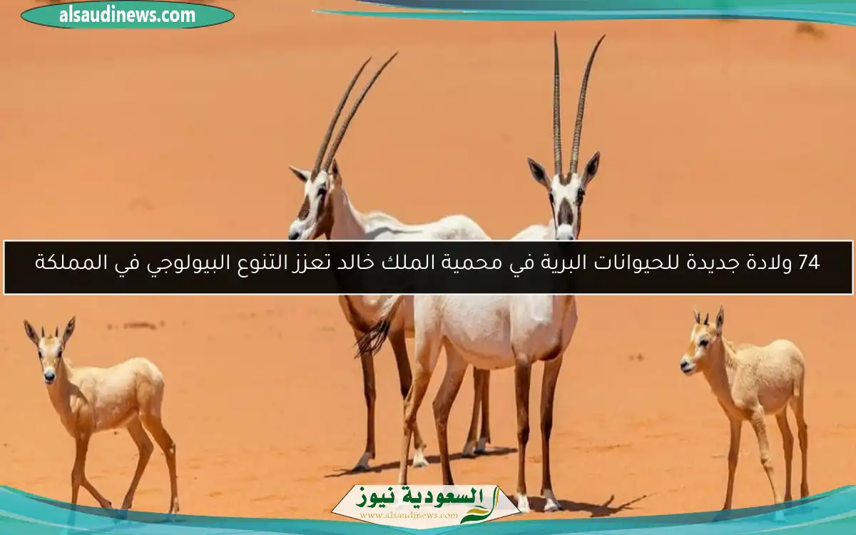 74 ولادة جديدة للحيوانات البرية في محمية الملك خالد تعزز التنوع البيولوجي في المملكة