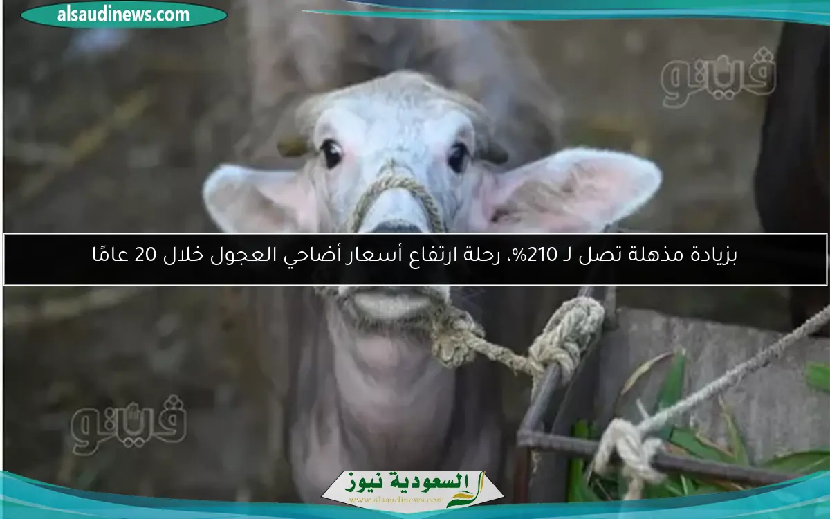 بزيادة مذهلة تصل لـ 210%، رحلة ارتفاع أسعار أضاحي العجول خلال 20 عامًا