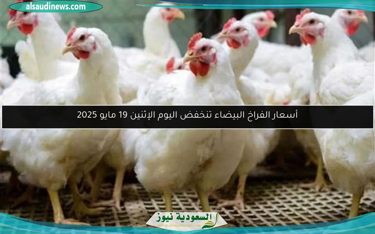 أسعار الفراخ البيضاء تنخفض اليوم الإثنين 19 مايو 2025