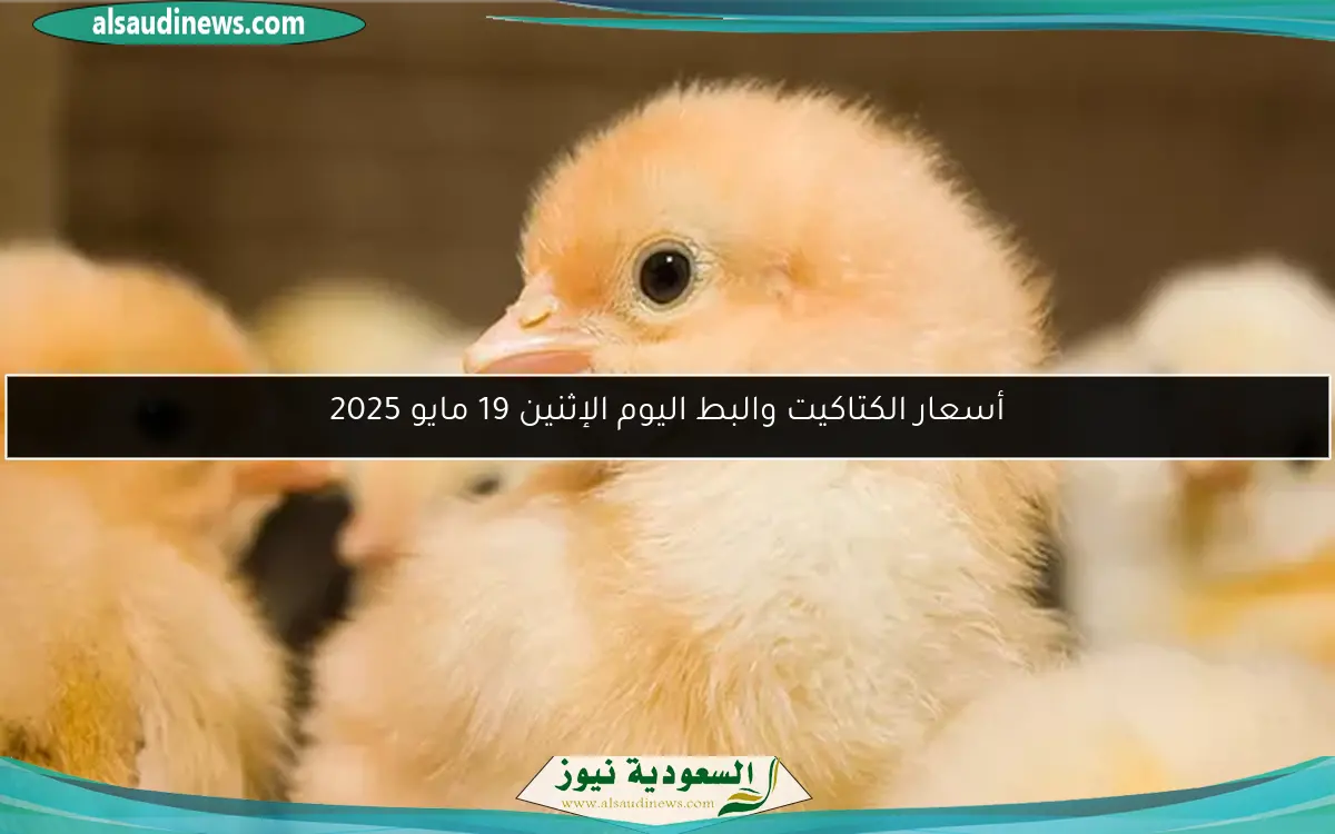 أسعار الكتاكيت والبط اليوم الإثنين 19 مايو 2025
