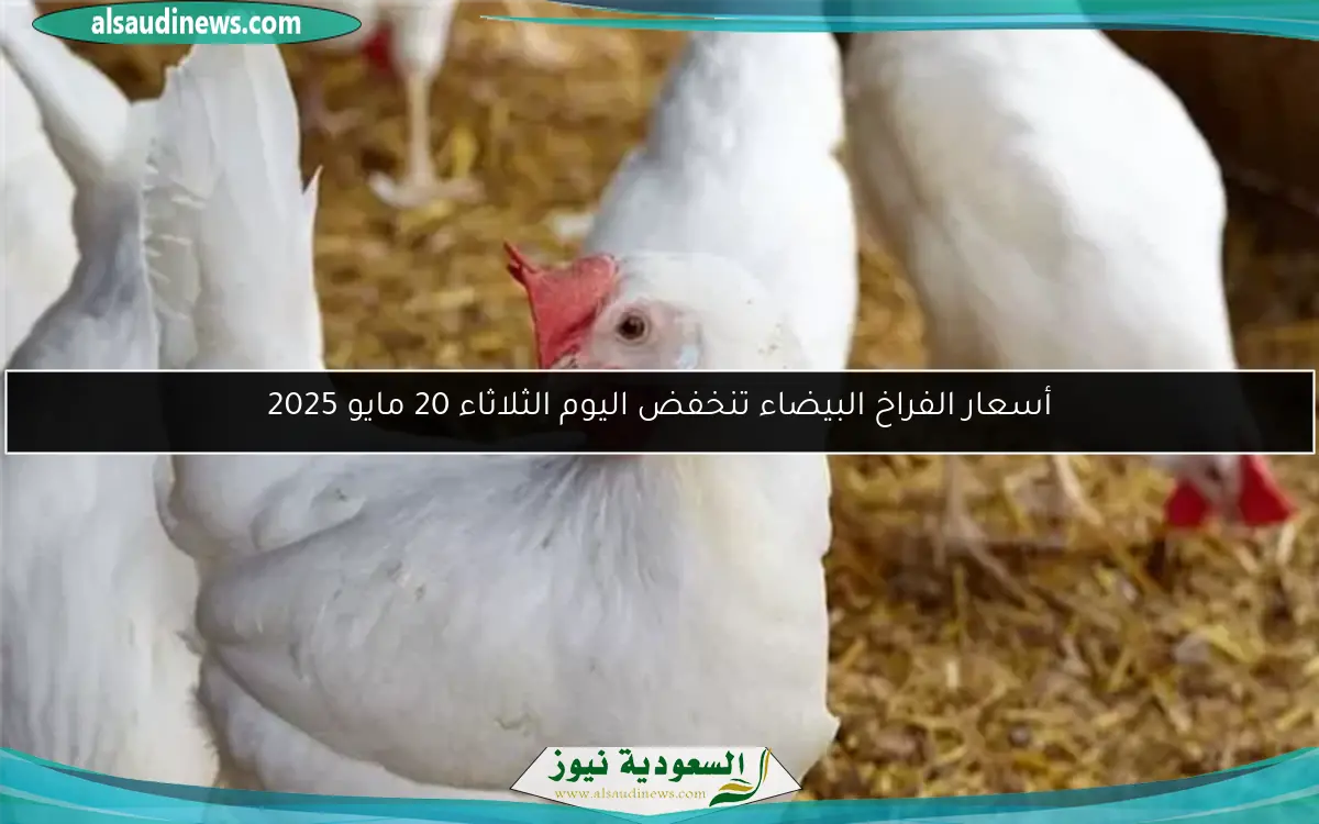 أسعار الفراخ البيضاء تنخفض اليوم الثلاثاء 20 مايو 2025