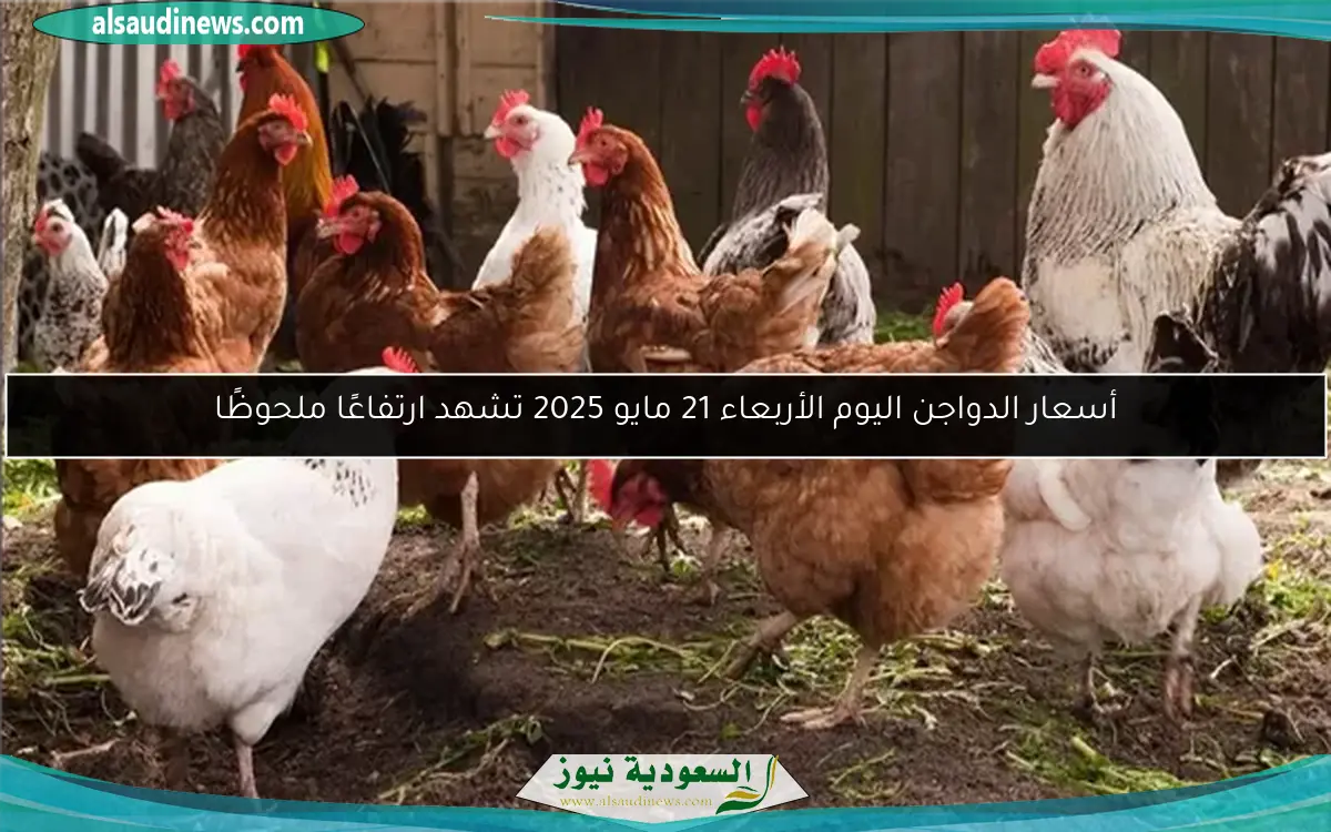 أسعار الدواجن اليوم الأربعاء 21 مايو 2025 تشهد ارتفاعًا ملحوظًا
