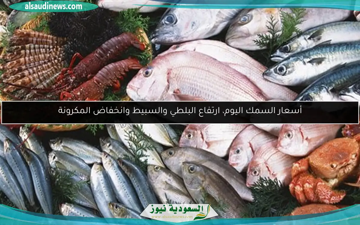 أسعار السمك اليوم، ارتفاع البلطي والسبيط وانخفاض المكرونة