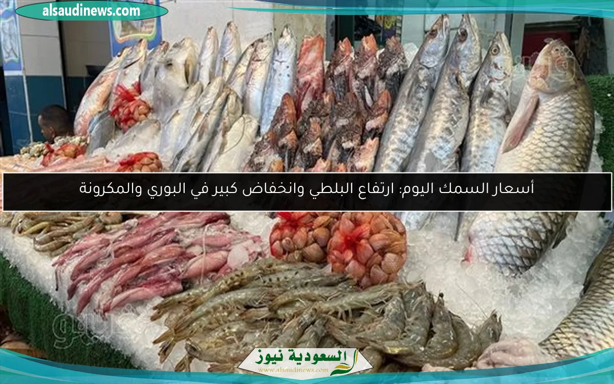 أسعار السمك اليوم: ارتفاع البلطي وانخفاض كبير في البوري والمكرونة