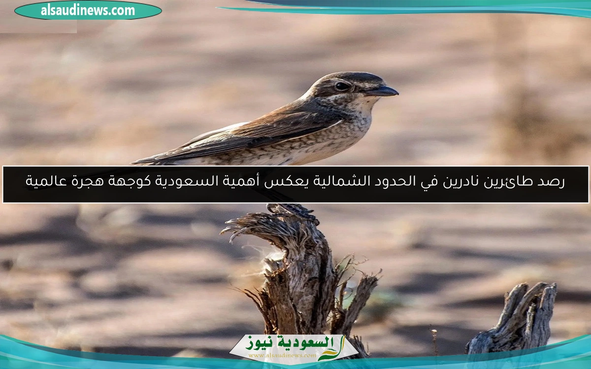 رصد طائرين نادرين في الحدود الشمالية يعكس أهمية السعودية كوجهة هجرة عالمية