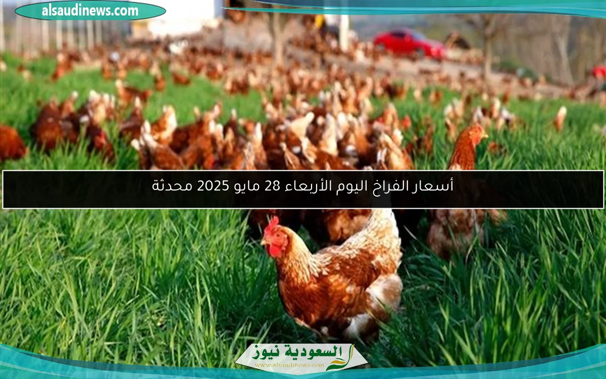 أسعار الفراخ اليوم الأربعاء 28 مايو 2025 محدثة