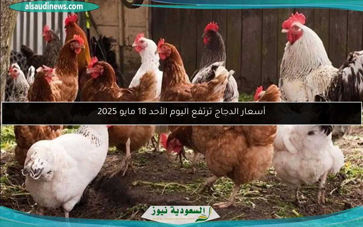 أسعار الدجاج ترتفع اليوم الأحد 18 مايو 2025