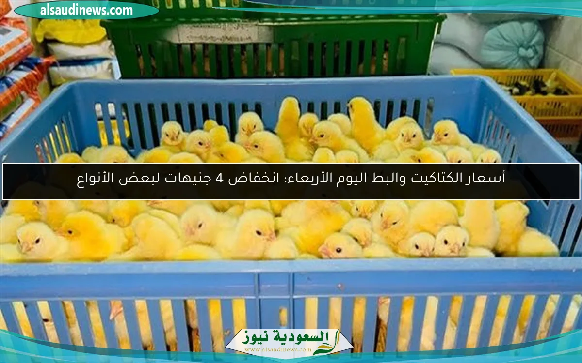 أسعار الكتاكيت والبط اليوم الأربعاء: انخفاض 4 جنيهات لبعض الأنواع