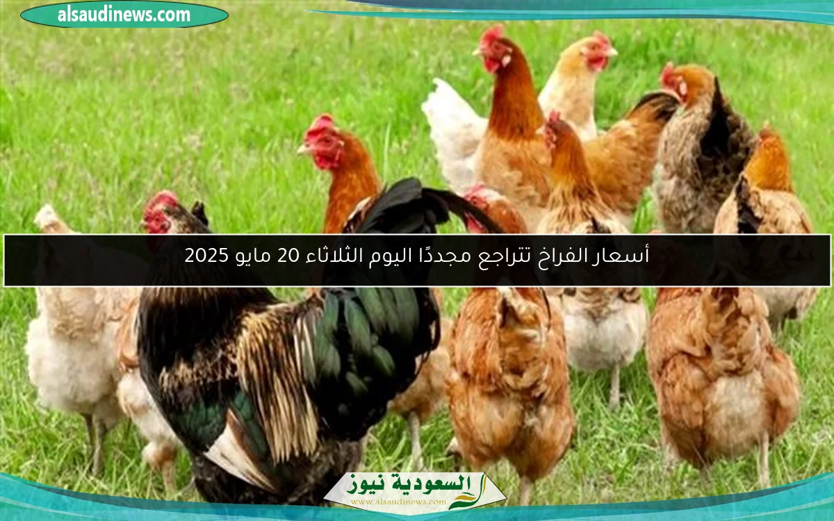 أسعار الفراخ تتراجع مجددًا اليوم الثلاثاء 20 مايو 2025