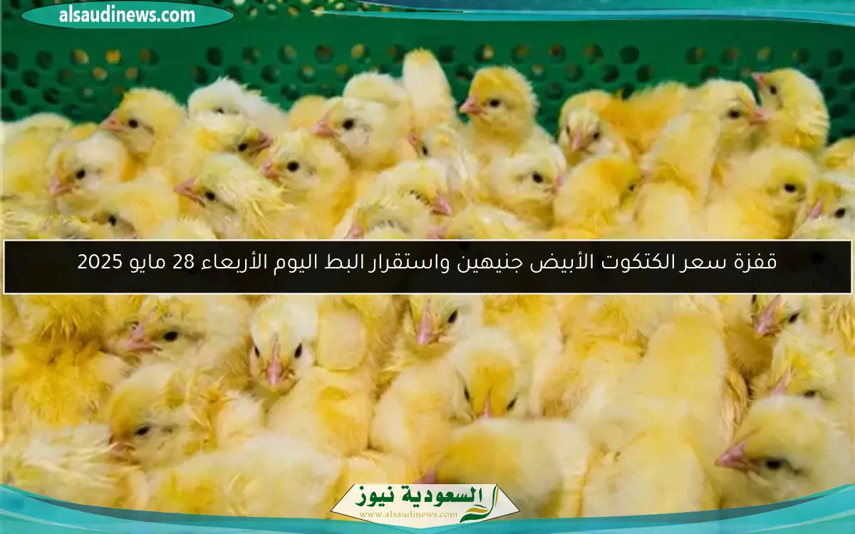 قفزة سعر الكتكوت الأبيض جنيهين واستقرار البط اليوم الأربعاء 28 مايو 2025