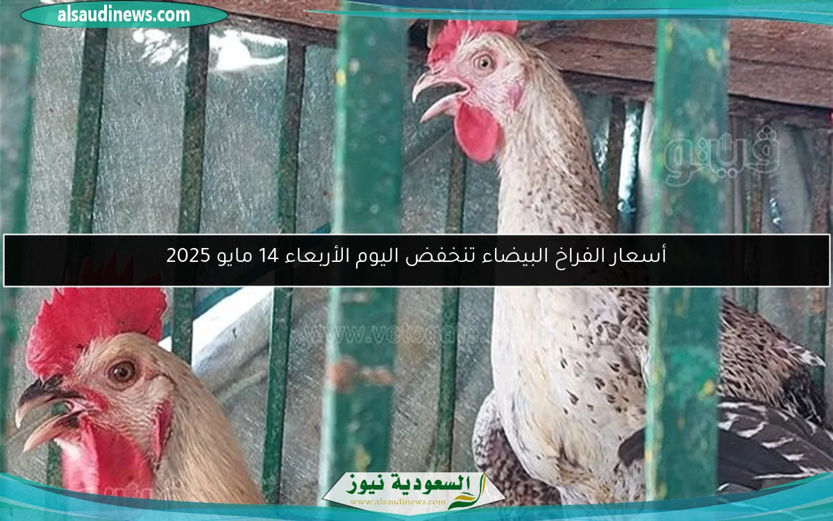 أسعار الفراخ البيضاء تنخفض اليوم الأربعاء 14 مايو 2025
