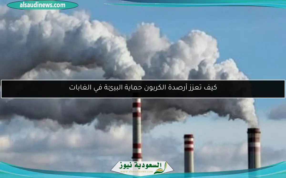 كيف تعزز أرصدة الكربون حماية البيئة في الغابات