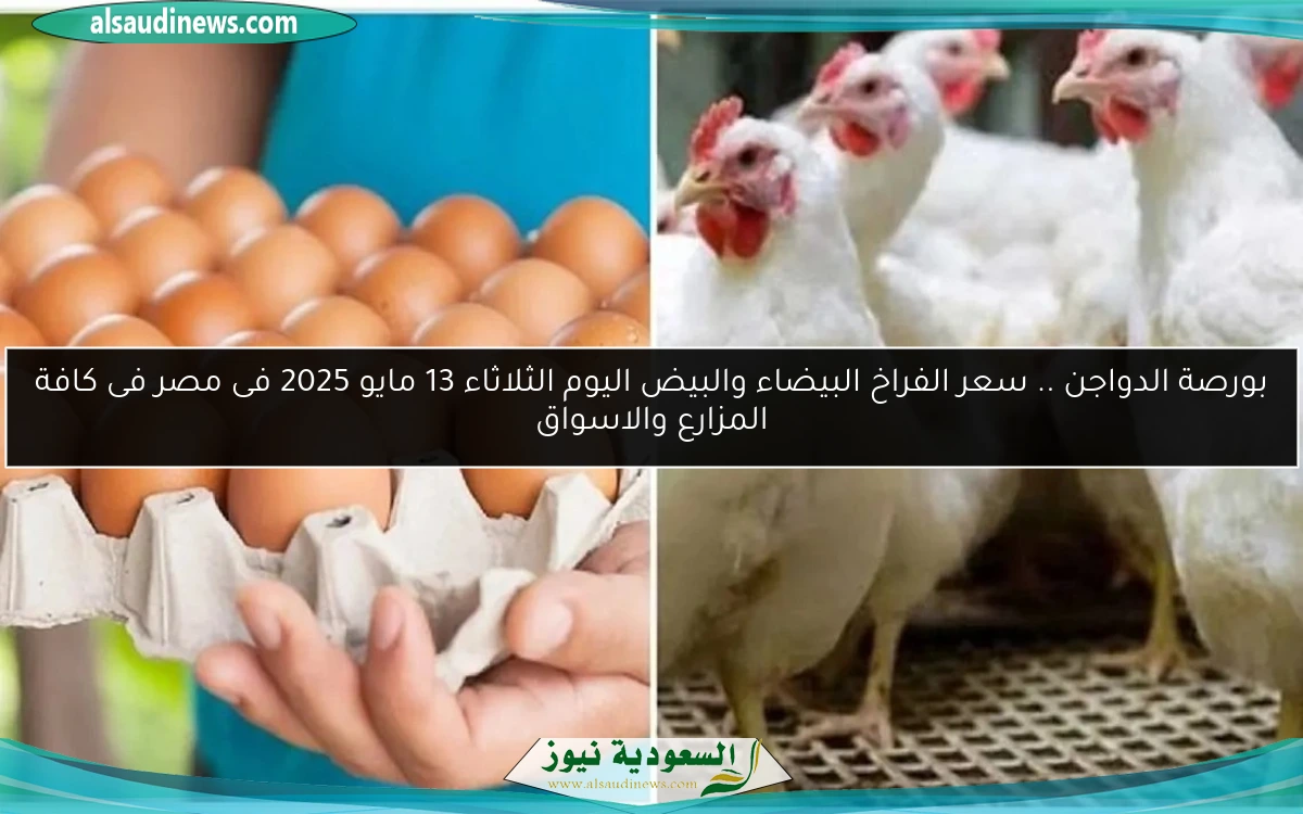 بورصة الدواجن .. سعر الفراخ البيضاء والبيض اليوم الثلاثاء 13 مايو 2025 فى مصر فى كافة المزارع والاسواق