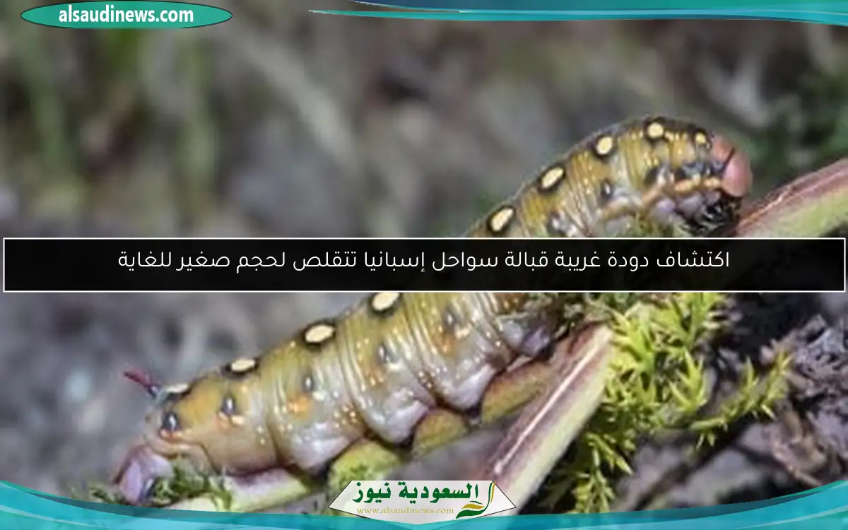 اكتشاف دودة غريبة قبالة سواحل إسبانيا تتقلص لحجم صغير للغاية
