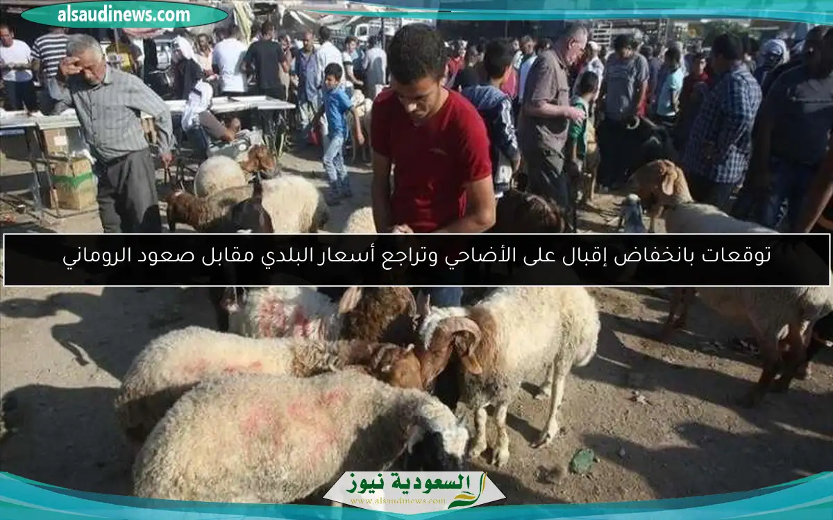 توقعات بانخفاض إقبال على الأضاحي وتراجع أسعار البلدي مقابل صعود الروماني