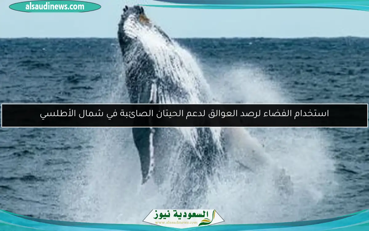 استخدام الفضاء لرصد العوالق لدعم الحيتان الصائبة في شمال الأطلسي