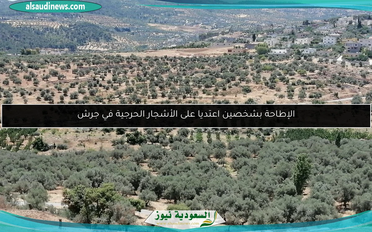 الإطاحة بشخصين اعتديا على الأشجار الحرجية في جرش