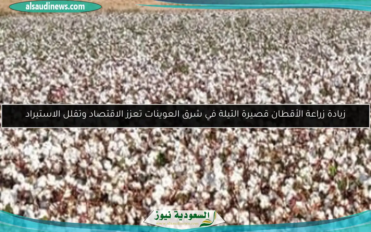 زيادة زراعة الأقطان قصيرة التيلة في شرق العوينات تعزز الاقتصاد وتقلل الاستيراد