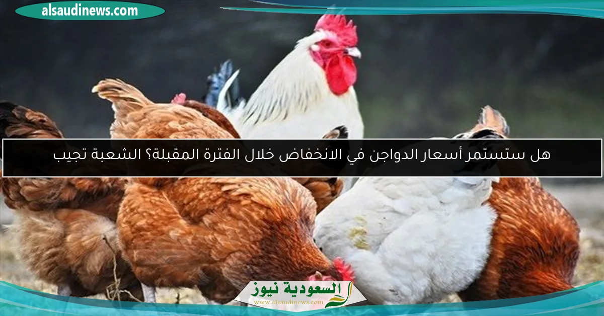 هل ستستمر أسعار الدواجن في الانخفاض خلال الفترة المقبلة؟ الشعبة تجيب