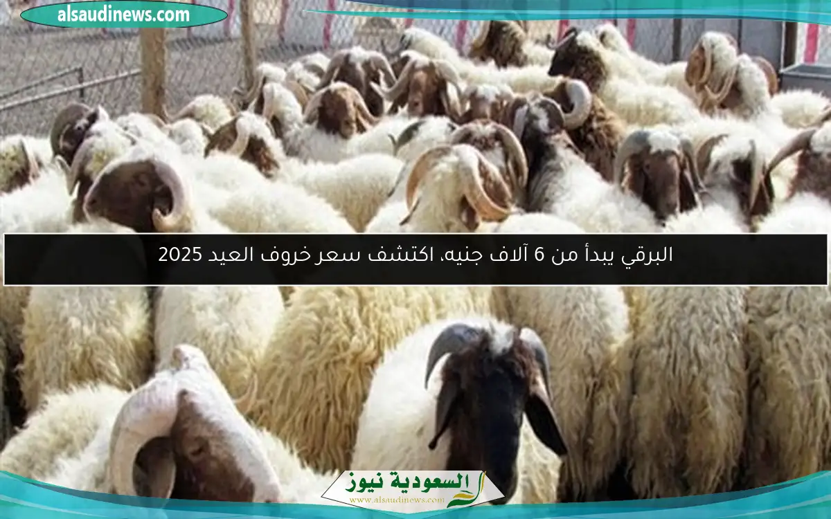 البرقي يبدأ من 6 آلاف جنيه، اكتشف سعر خروف العيد 2025