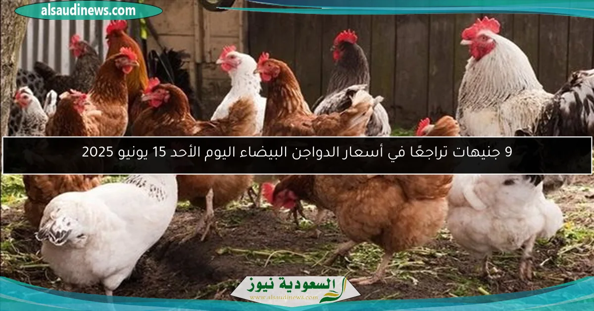 9 جنيهات تراجعًا في أسعار الدواجن البيضاء اليوم الأحد 15 يونيو 2025