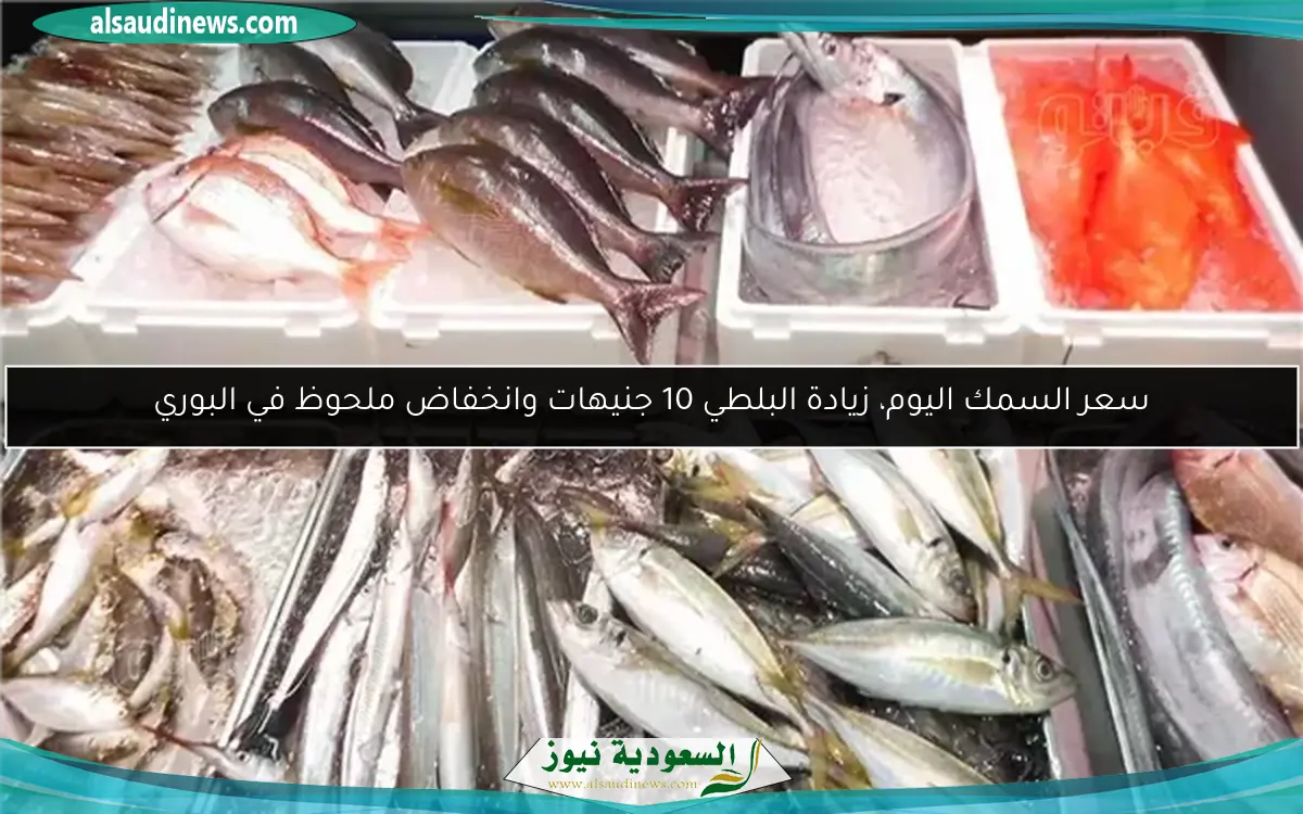 سعر السمك اليوم، زيادة البلطي 10 جنيهات وانخفاض ملحوظ في البوري