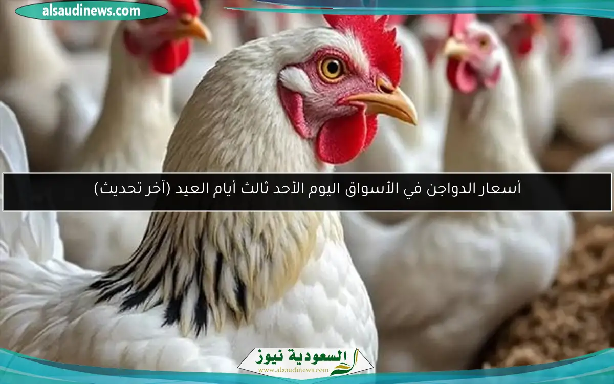 أسعار الدواجن في الأسواق اليوم الأحد ثالث أيام العيد (آخر تحديث)