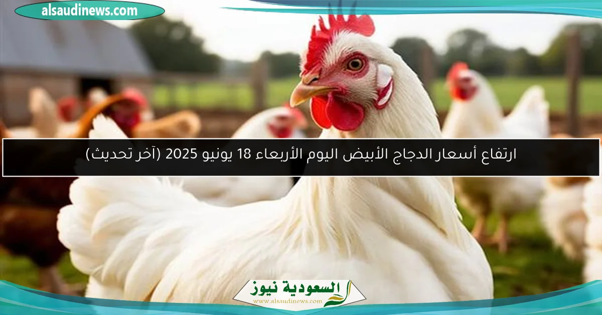 ارتفاع أسعار الدجاج الأبيض اليوم الأربعاء 18 يونيو 2025 (آخر تحديث)