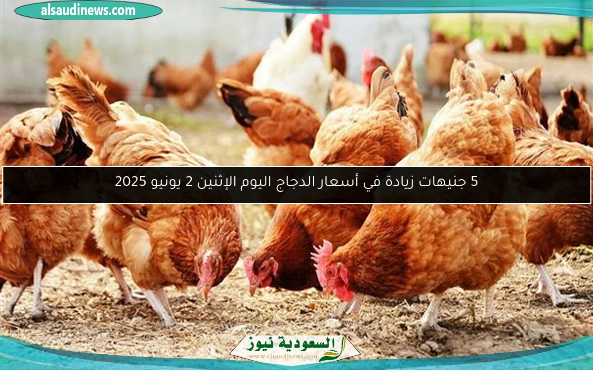 5 جنيهات زيادة في أسعار الدجاج اليوم الإثنين 2 يونيو 2025