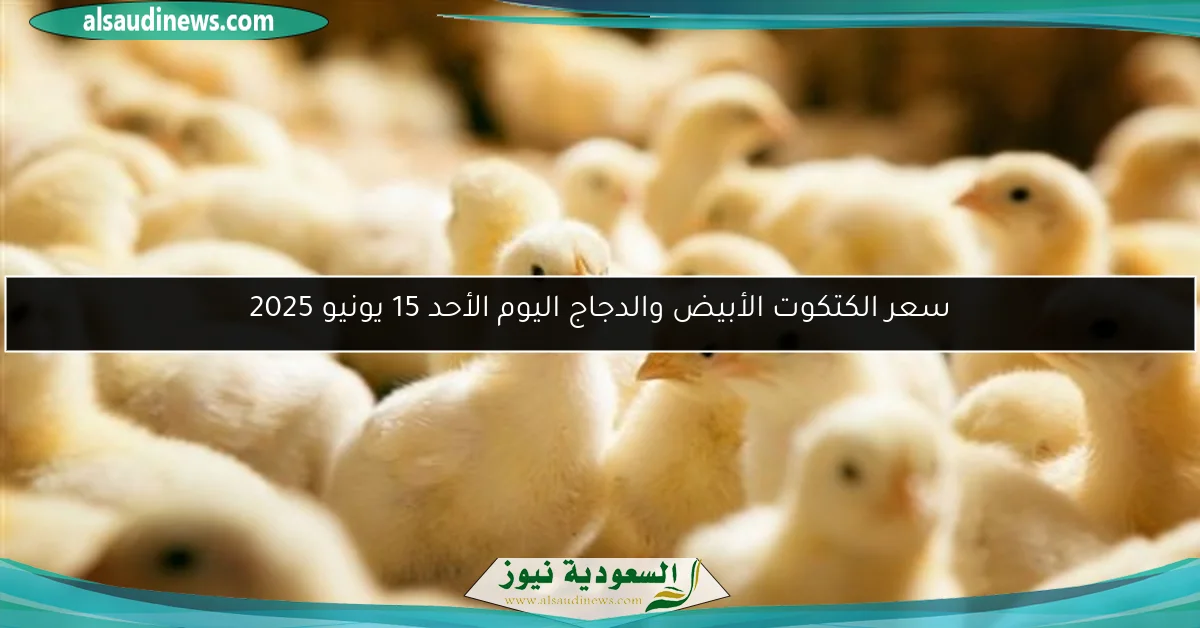 سعر الكتكوت الأبيض والدجاج اليوم الأحد 15 يونيو 2025