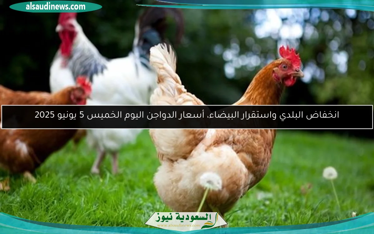 انخفاض البلدي واستقرار البيضاء، أسعار الدواجن اليوم الخميس 5 يونيو 2025