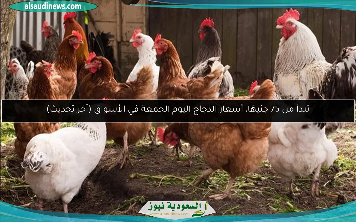 تبدأ من 75 جنيهًا، أسعار الدجاج اليوم الجمعة في الأسواق (آخر تحديث)