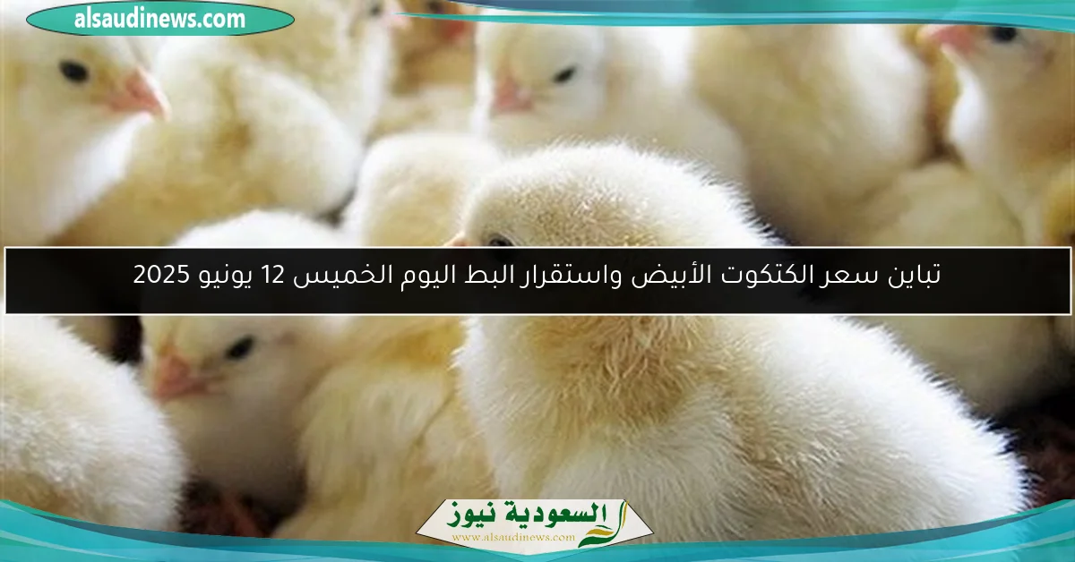 تباين سعر الكتكوت الأبيض واستقرار البط اليوم الخميس 12 يونيو 2025