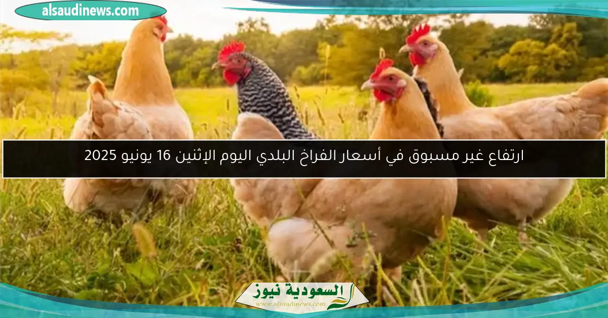 ارتفاع غير مسبوق في أسعار الفراخ البلدي اليوم الإثنين 16 يونيو 2025