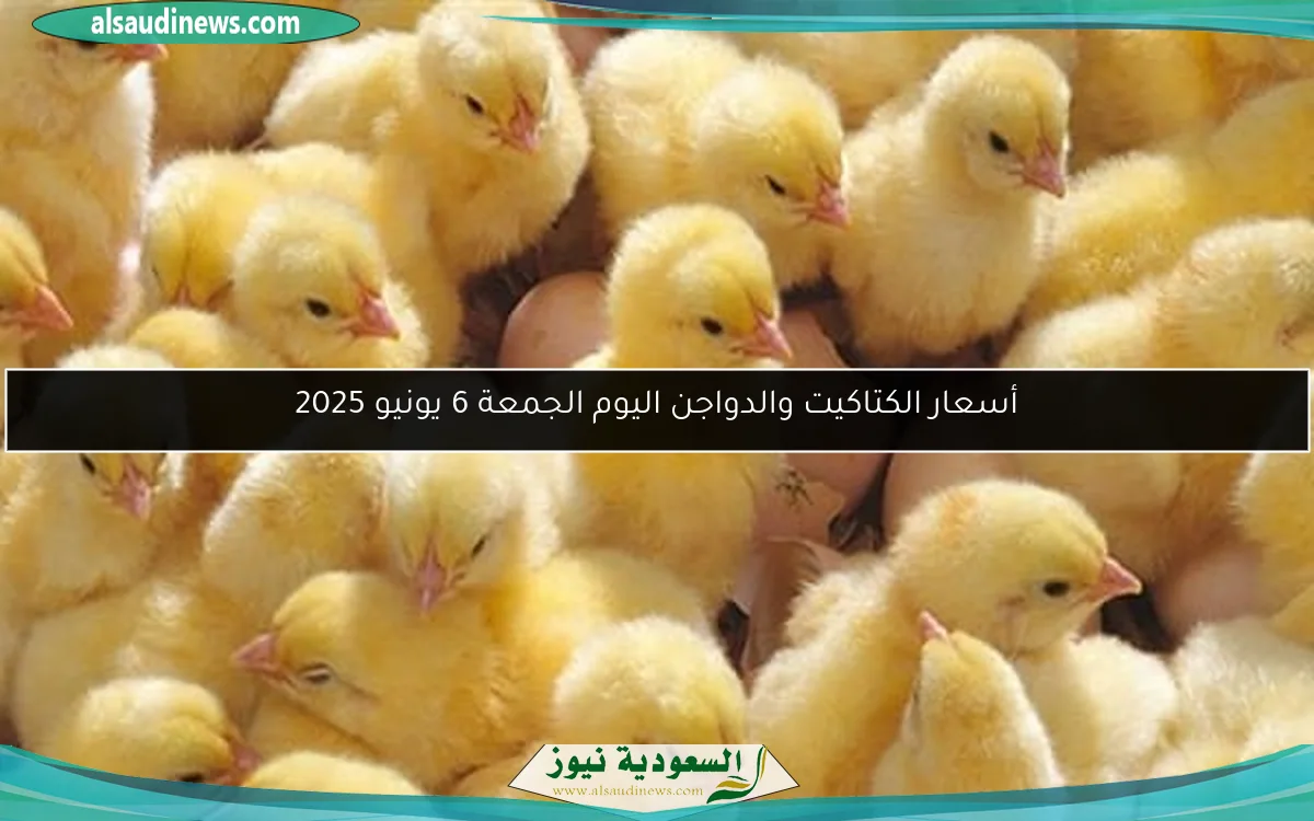 أسعار الكتاكيت والدواجن اليوم الجمعة 6 يونيو 2025