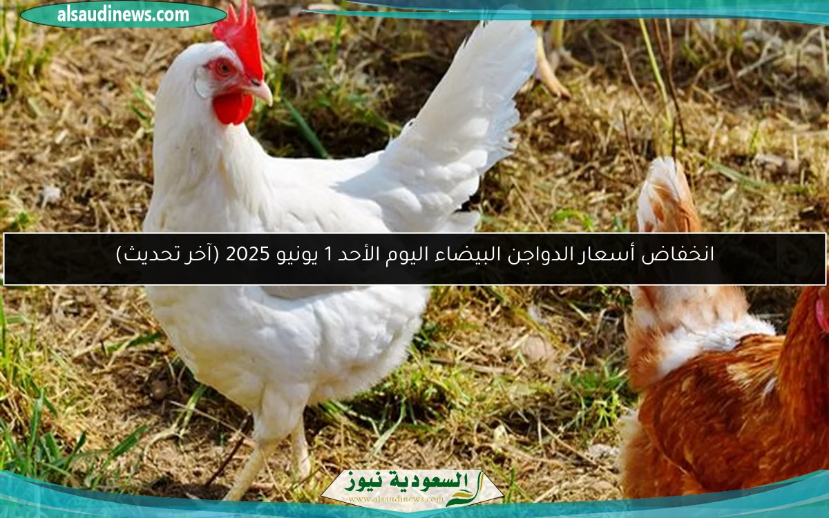 انخفاض أسعار الدواجن البيضاء اليوم الأحد 1 يونيو 2025 (آخر تحديث)