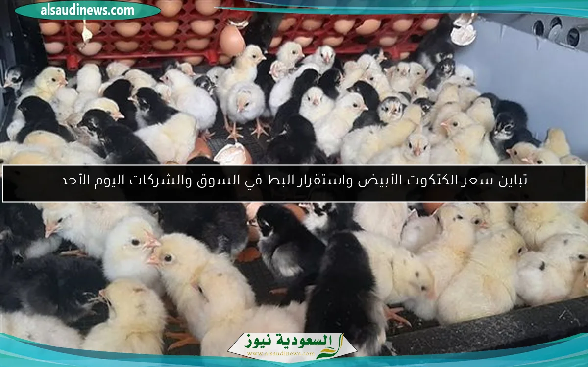 تباين سعر الكتكوت الأبيض واستقرار البط في السوق والشركات اليوم الأحد