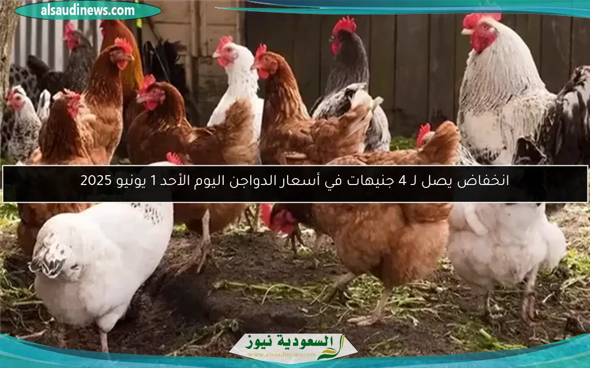 انخفاض يصل لـ 4 جنيهات في أسعار الدواجن اليوم الأحد 1 يونيو 2025