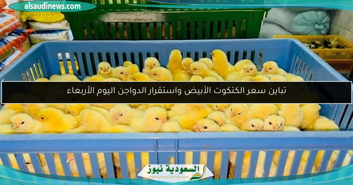 تباين سعر الكتكوت الأبيض واستقرار الدواجن اليوم الأربعاء