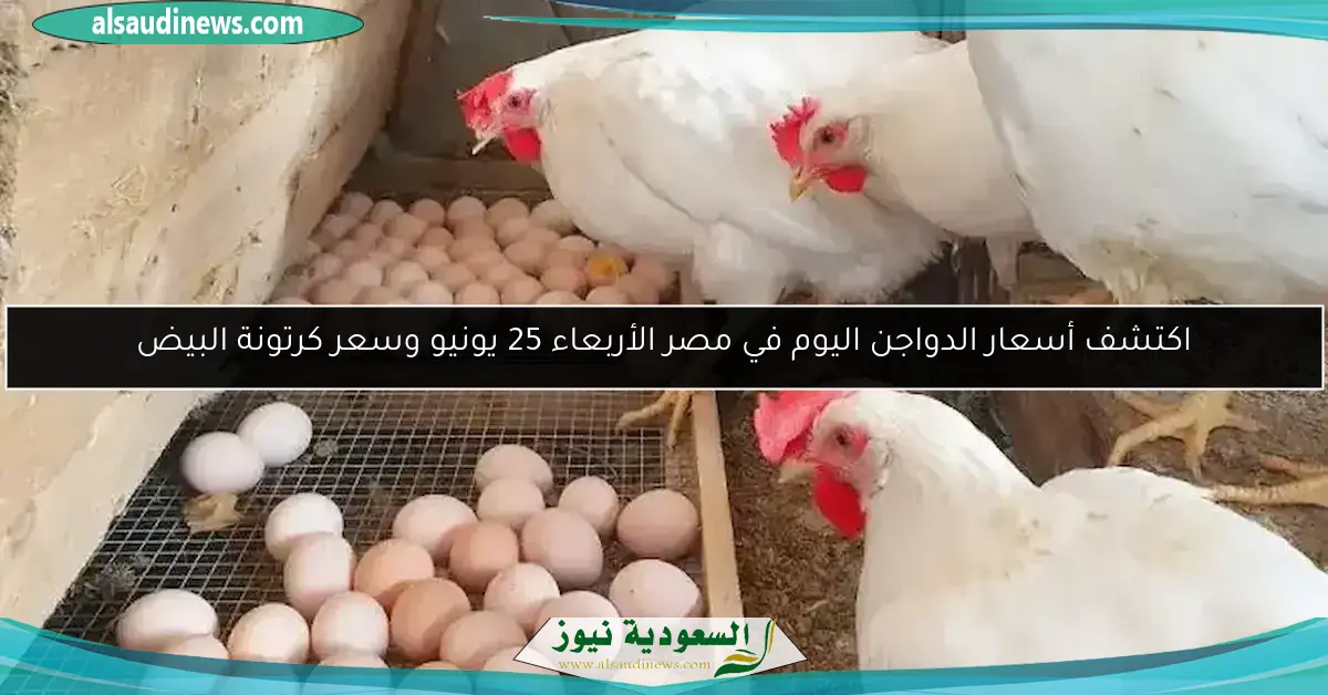 اكتشف أسعار الدواجن اليوم في مصر الأربعاء 25 يونيو وسعر كرتونة البيض