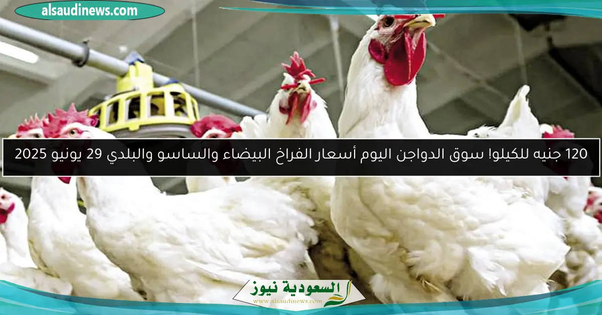 120 جنيه للكيلو! سوق الدواجن اليوم أسعار الفراخ البيضاء والساسو والبلدي 29 يونيو 2025